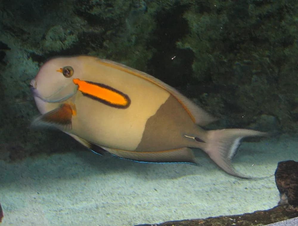 Orangespot Surgeonfish