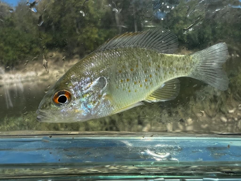 Orangespotted Sunfish