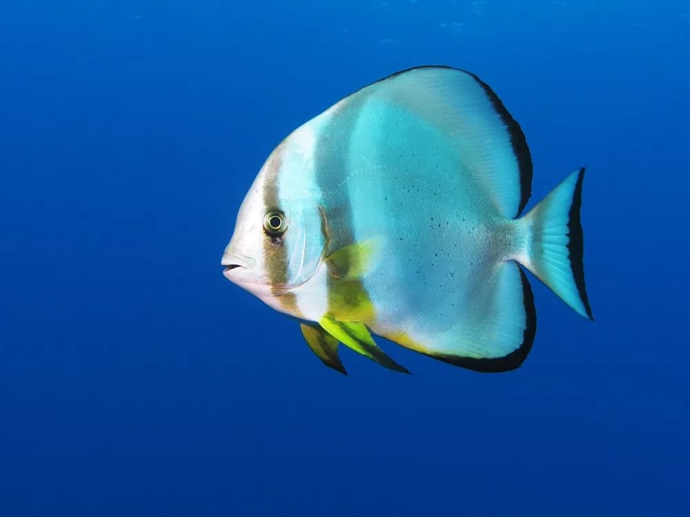Orbicular Batfish
