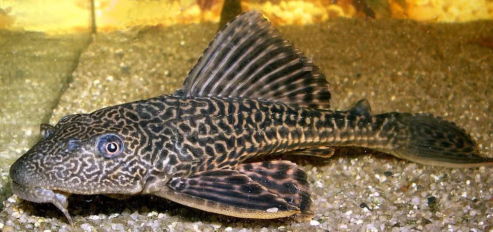 Orinoco Sailfin Catfish