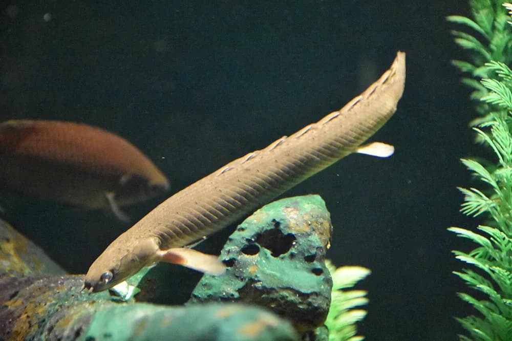 Ornate Bichir