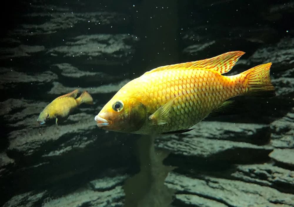 Otjikoto Tilapia