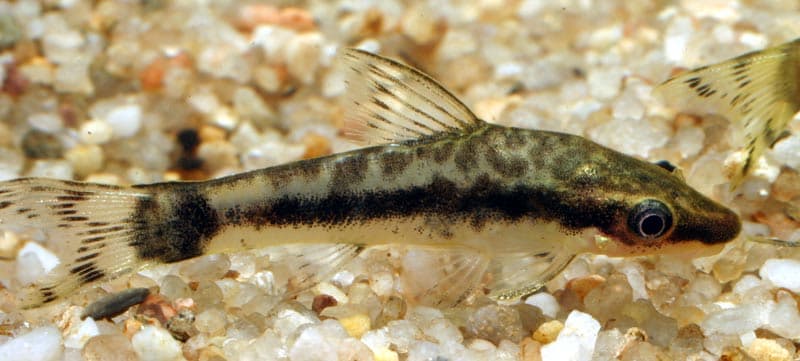 Otocinclus Catfish