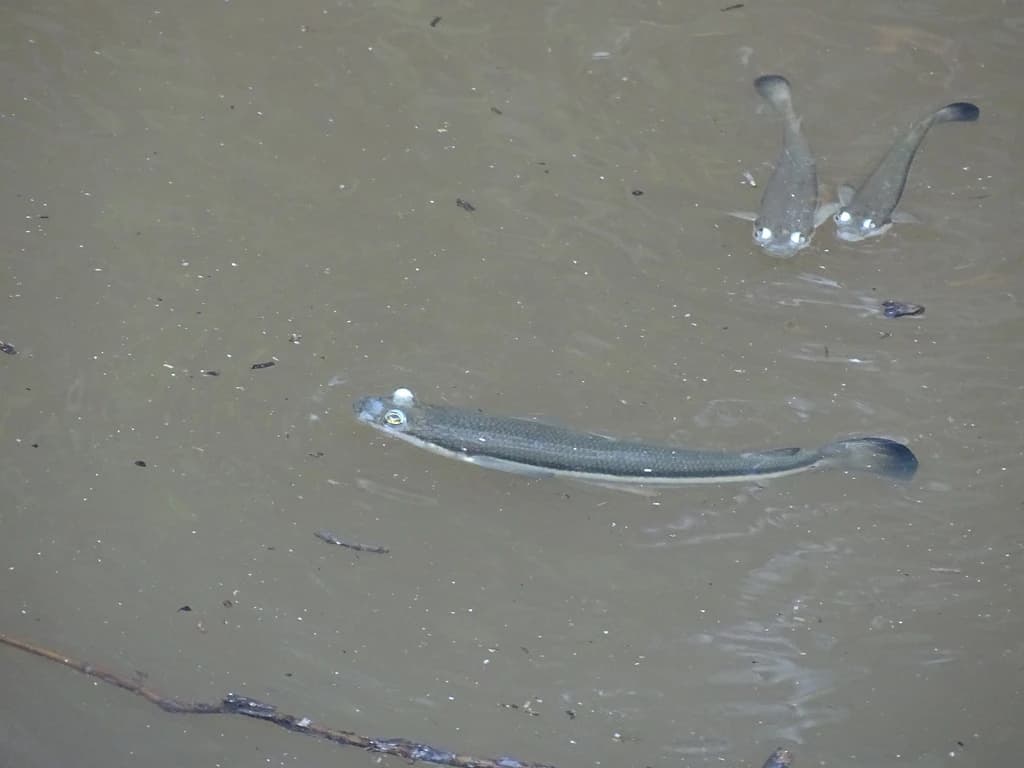 Pacific Foureyed Fish