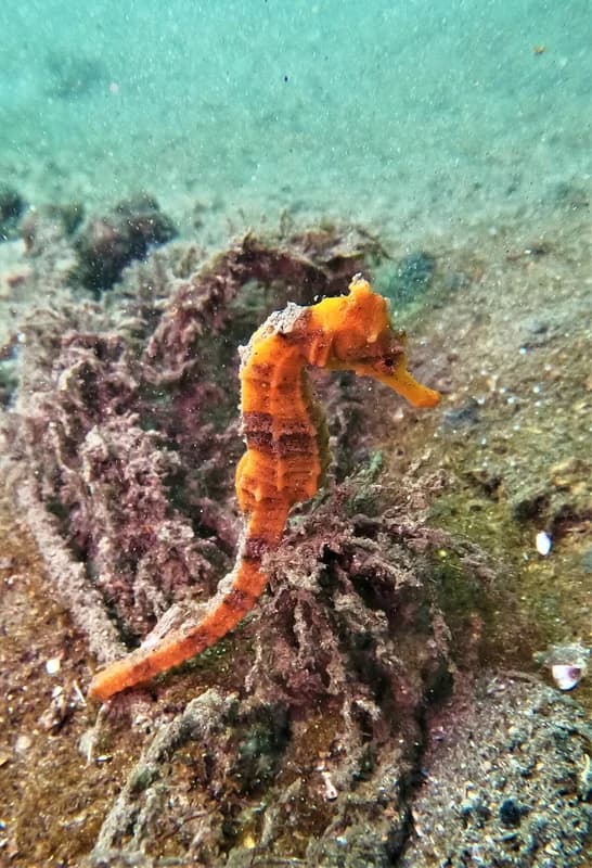 Pacific Seahorse