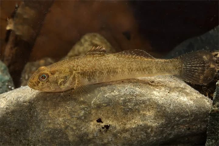 Padanian Goby