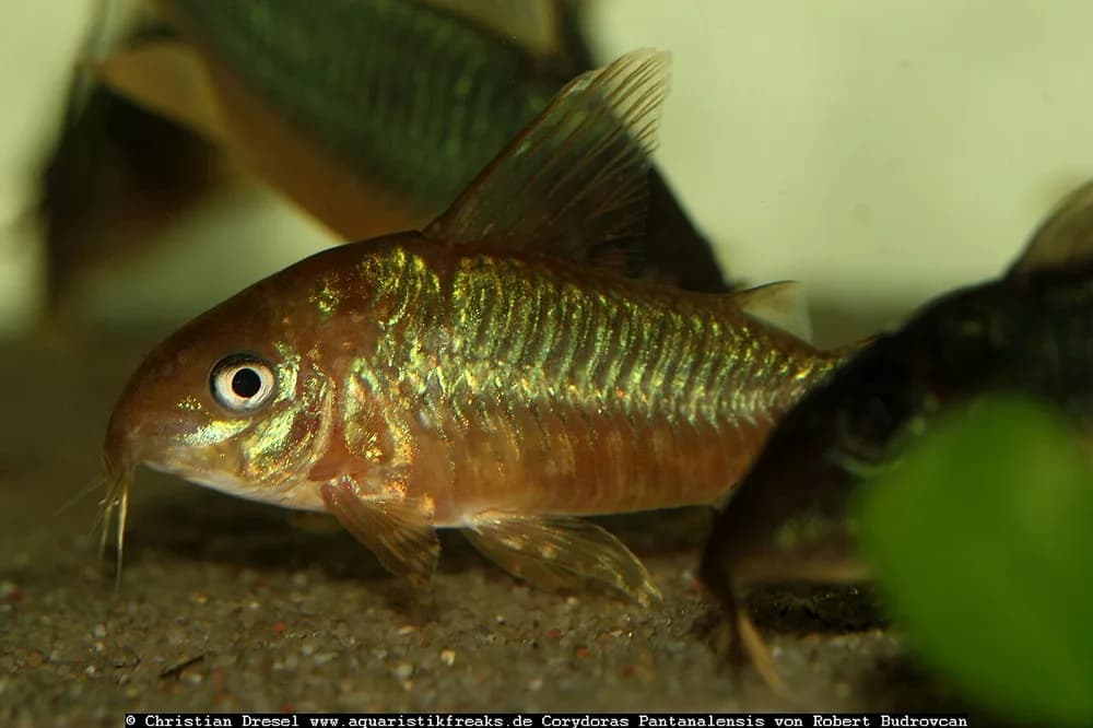 Pantanal Cory