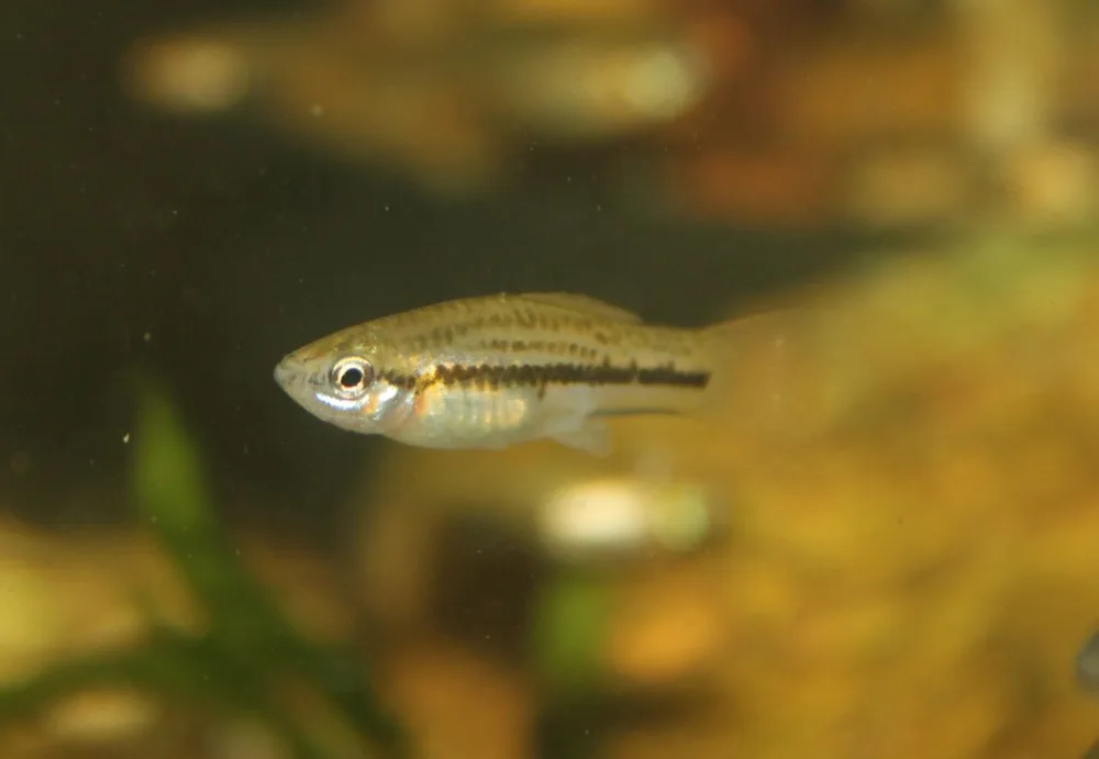 Panuco Swordtail