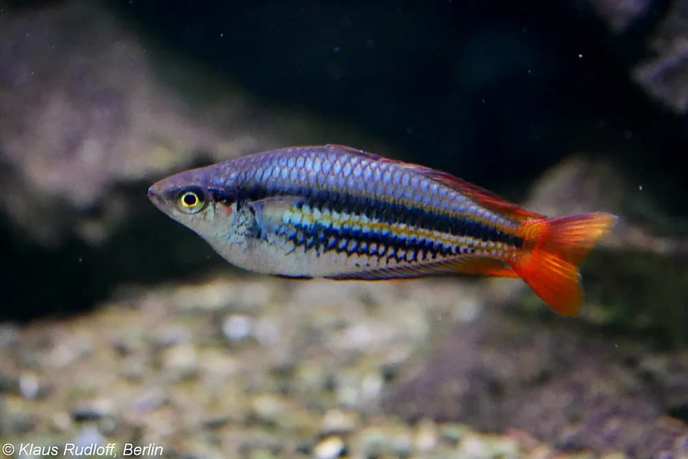 Papuan Rainbowfish