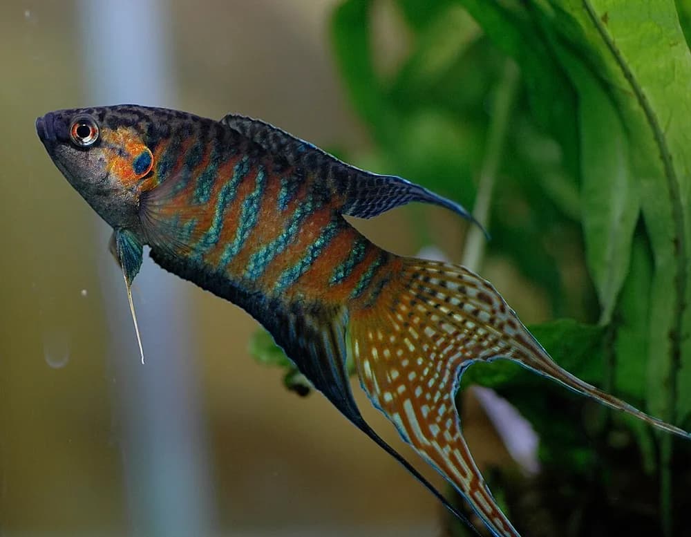 Paradisefish