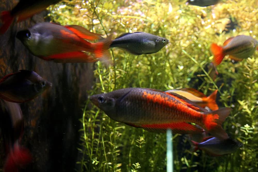 Parkinson's Rainbowfish