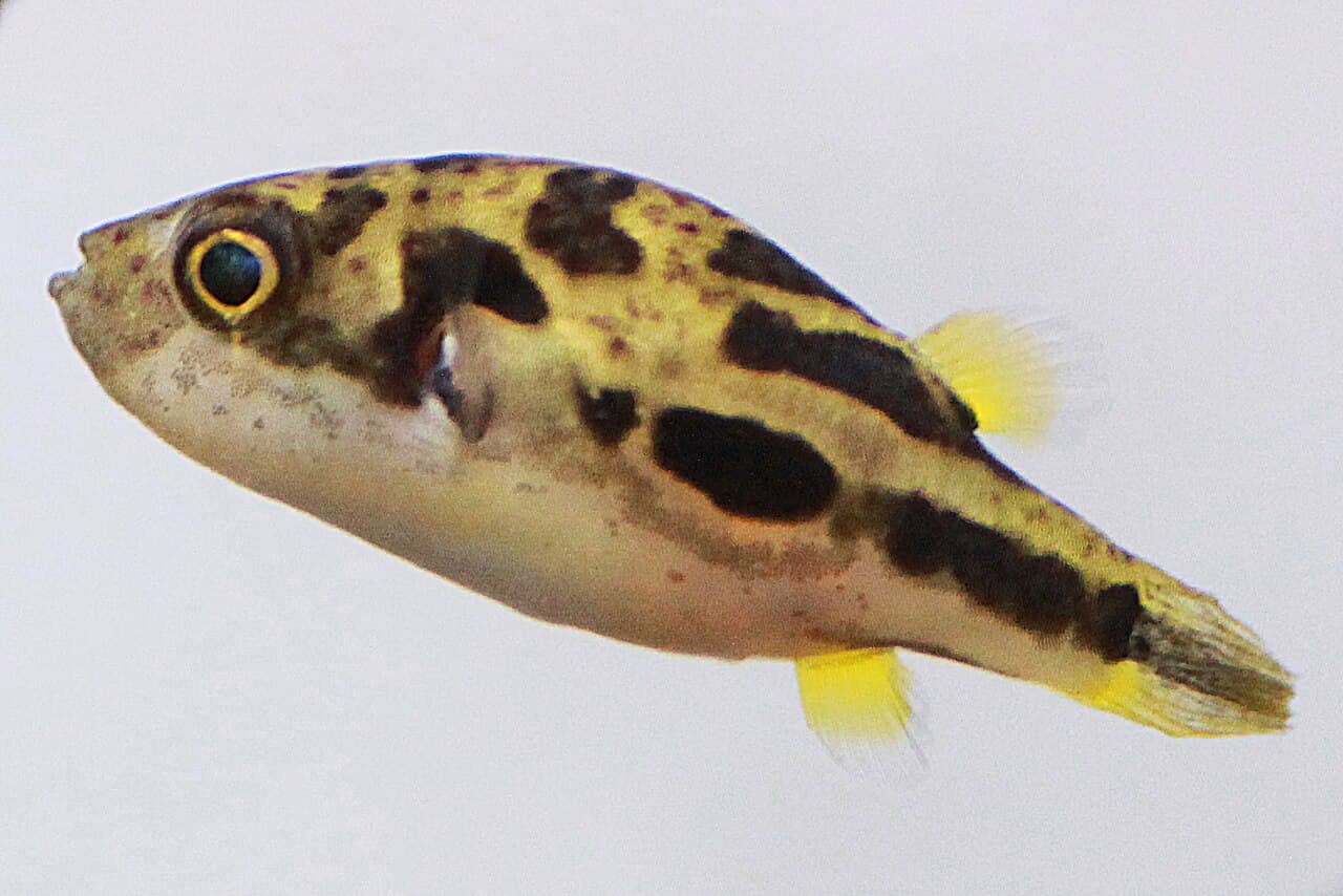 Pea Puffer