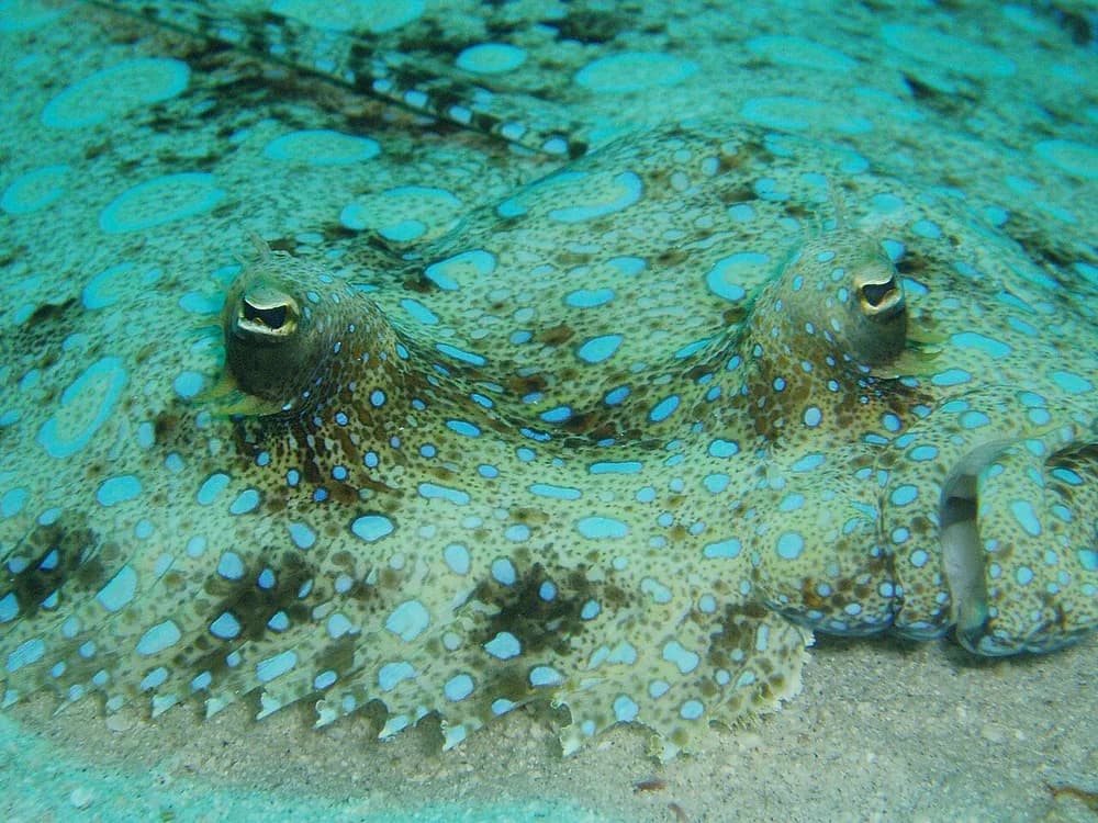 Peacock Flounder