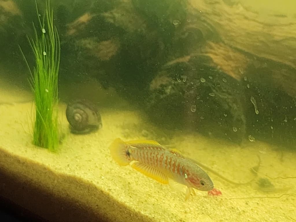 Peacock Gudgeon