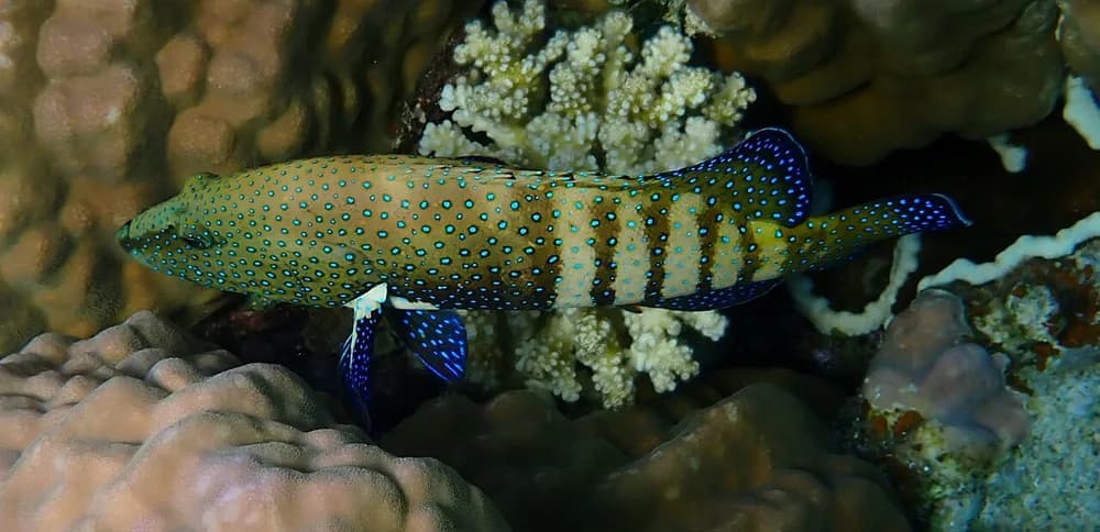 Peacock Hind