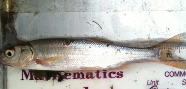 Peamouth