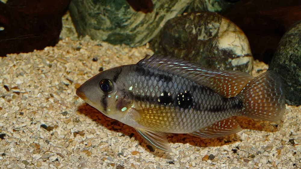 Pearl Cichlid