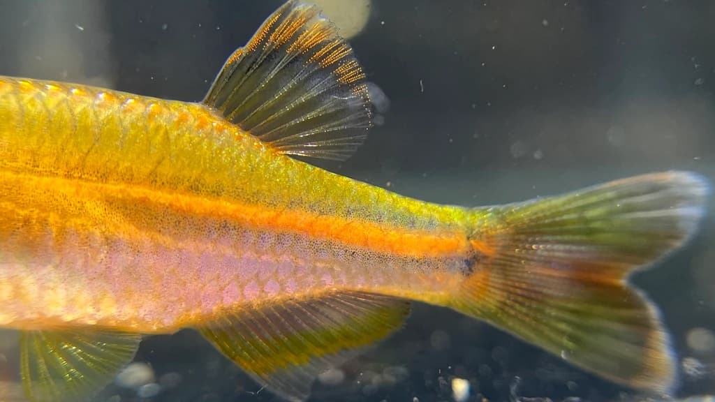 Pearl Danio