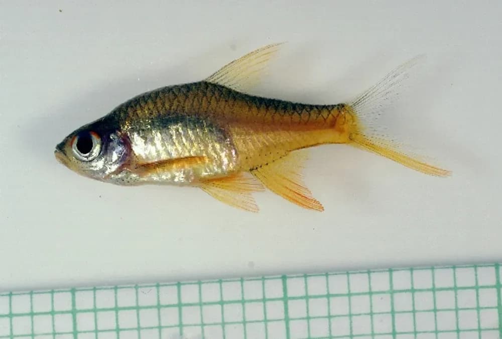 Pearly Rasbora