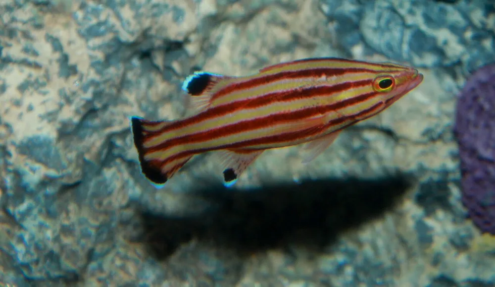 Peppermint Bass