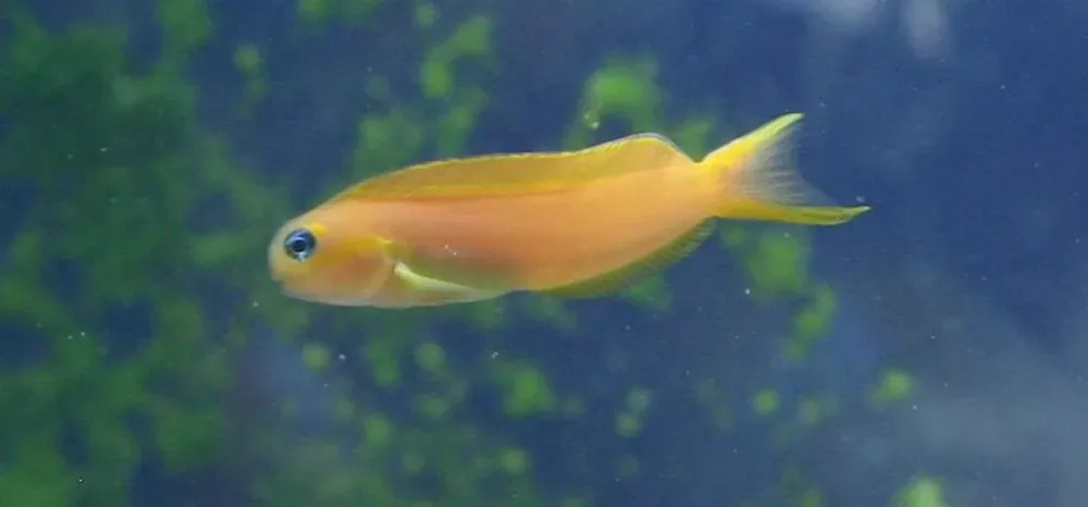 Persian Blenny