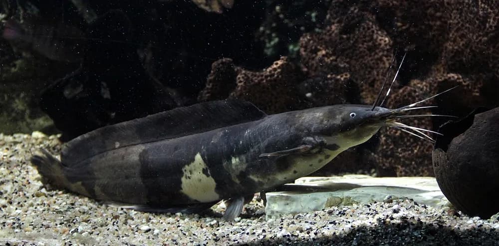 Philippine Catfish