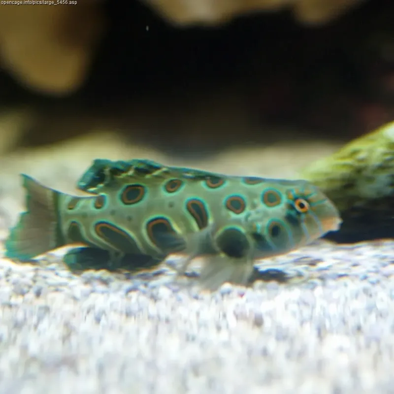 Picturesque Dragonet