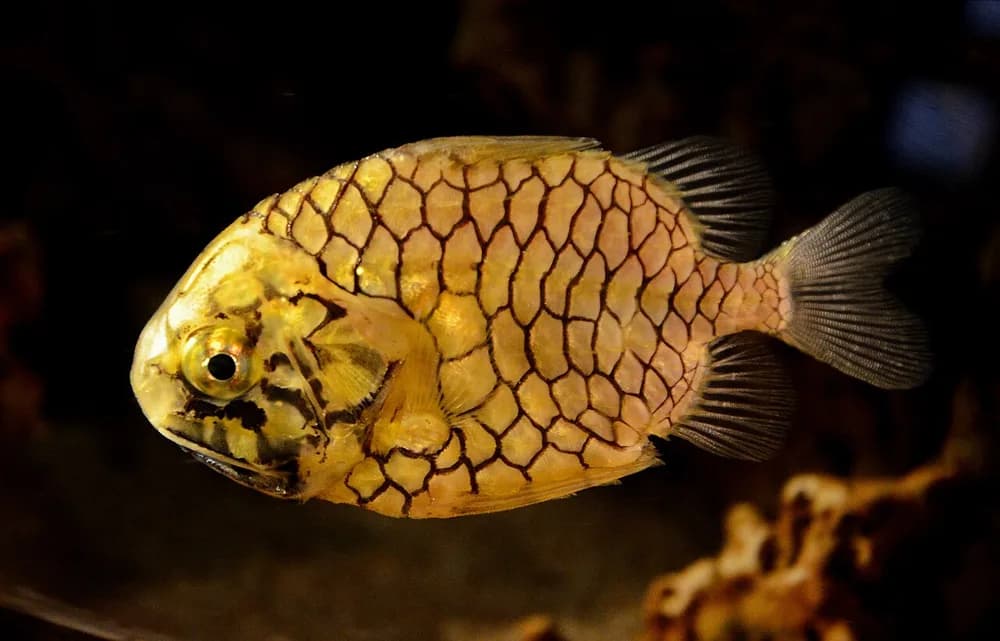 Pineconefish