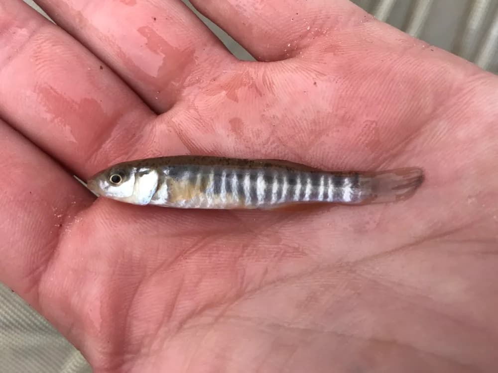 Plains Killifish