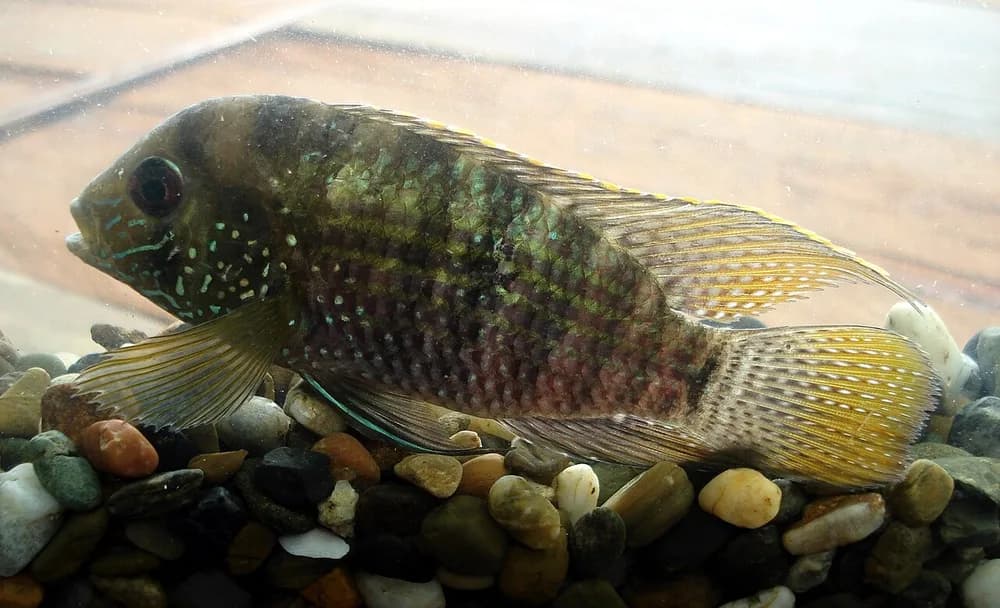 Platinum Acara