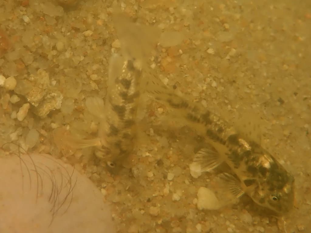 Point Catfish