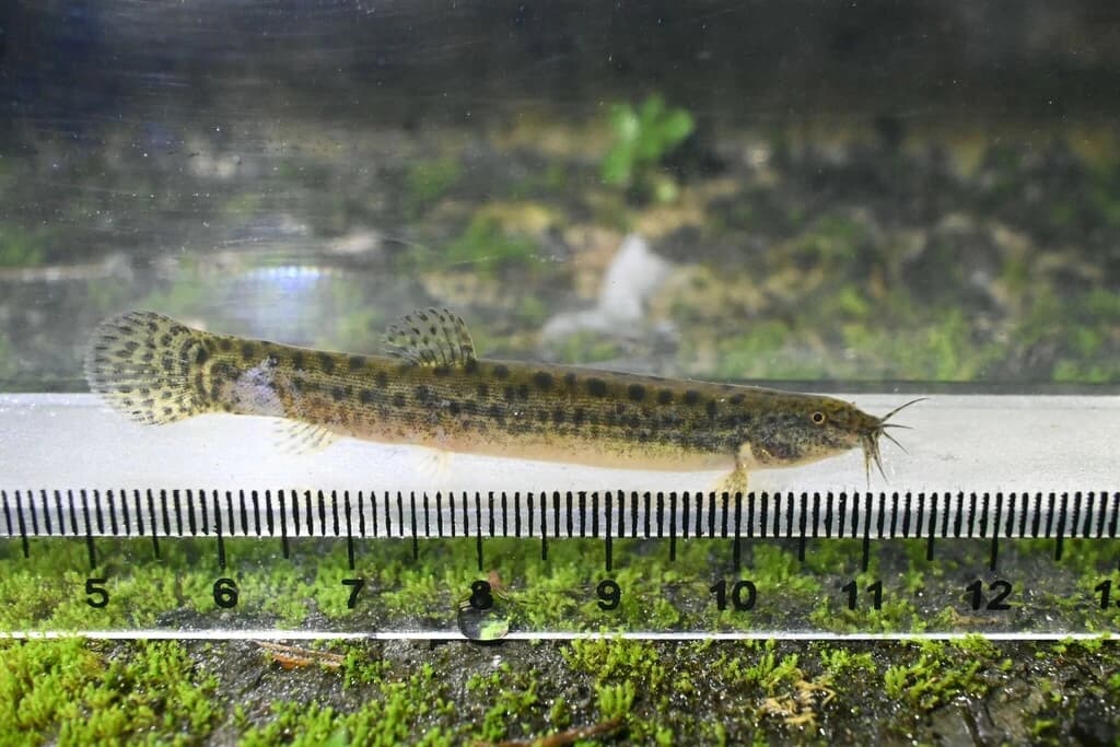 Pond Loach