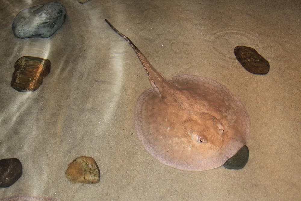 Porcupine River Stingray