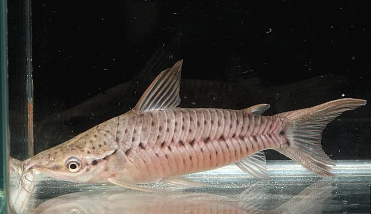 Porthole Catfish