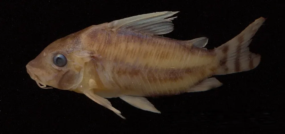 Pretty Corydoras