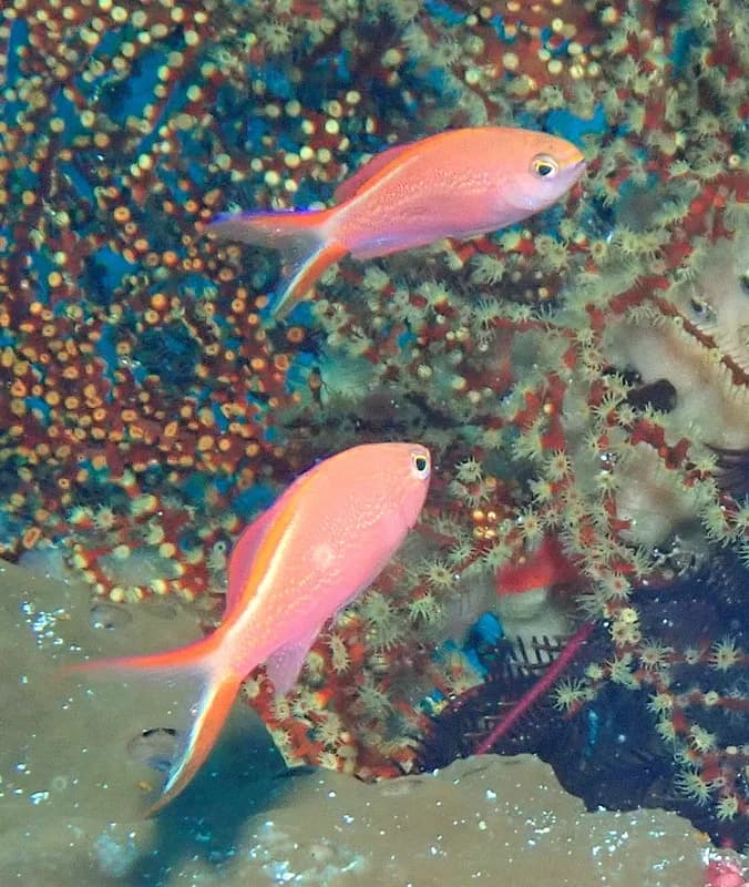 Princess Anthias