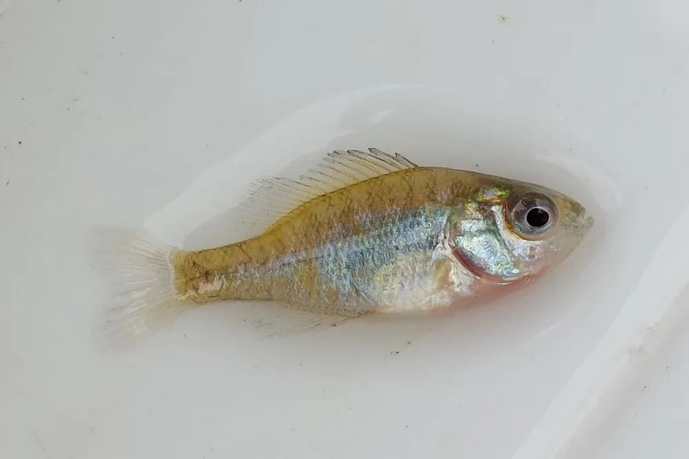 Pumpkinseed