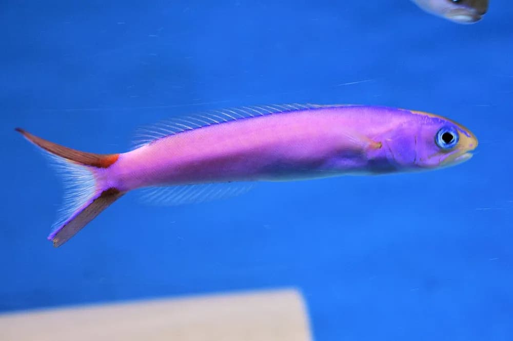Purple Sand Tilefish