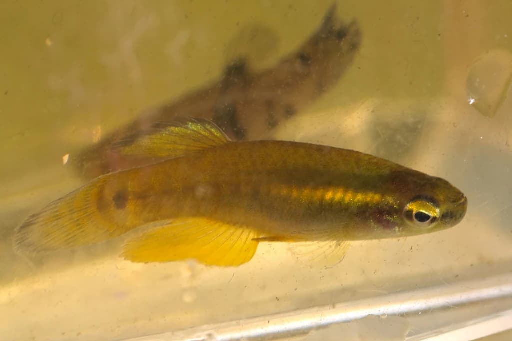 Pygmy Killifish