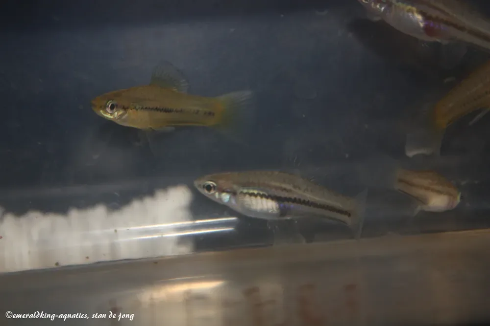 Pygmy Swordtail