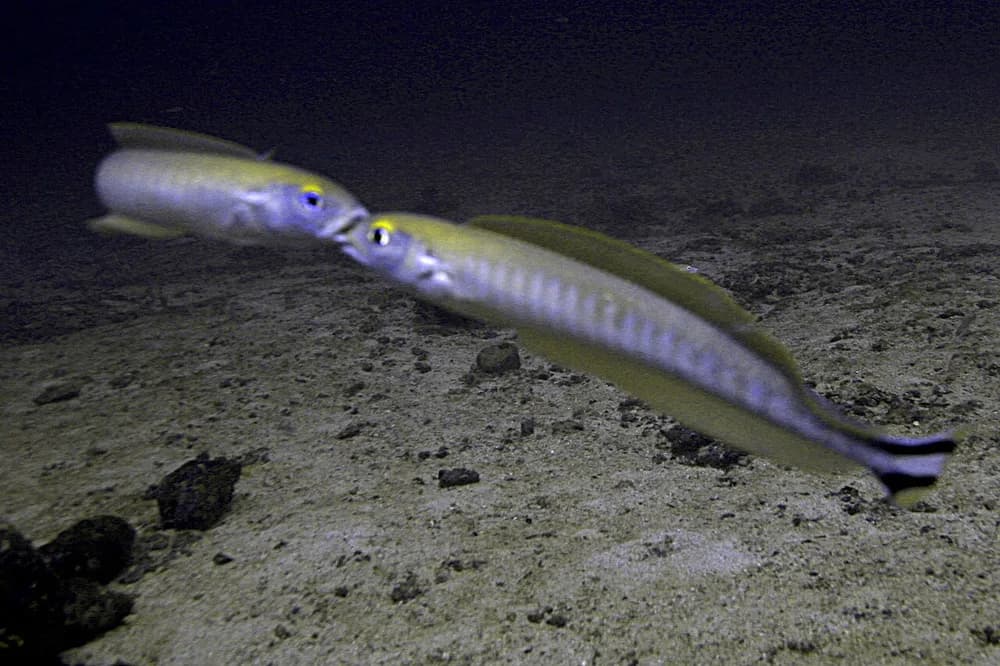 Quakerfish