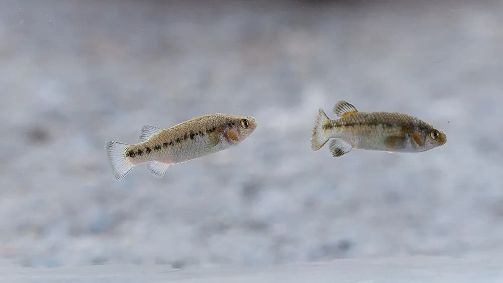 Railroad Valley Springfish