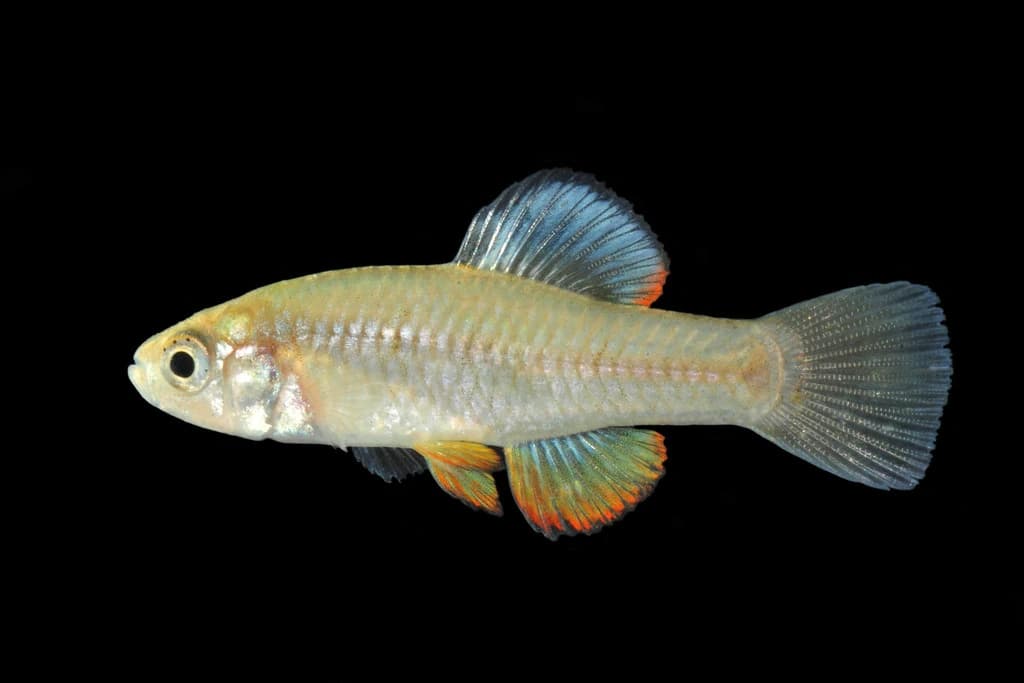 Rainwater Killifish