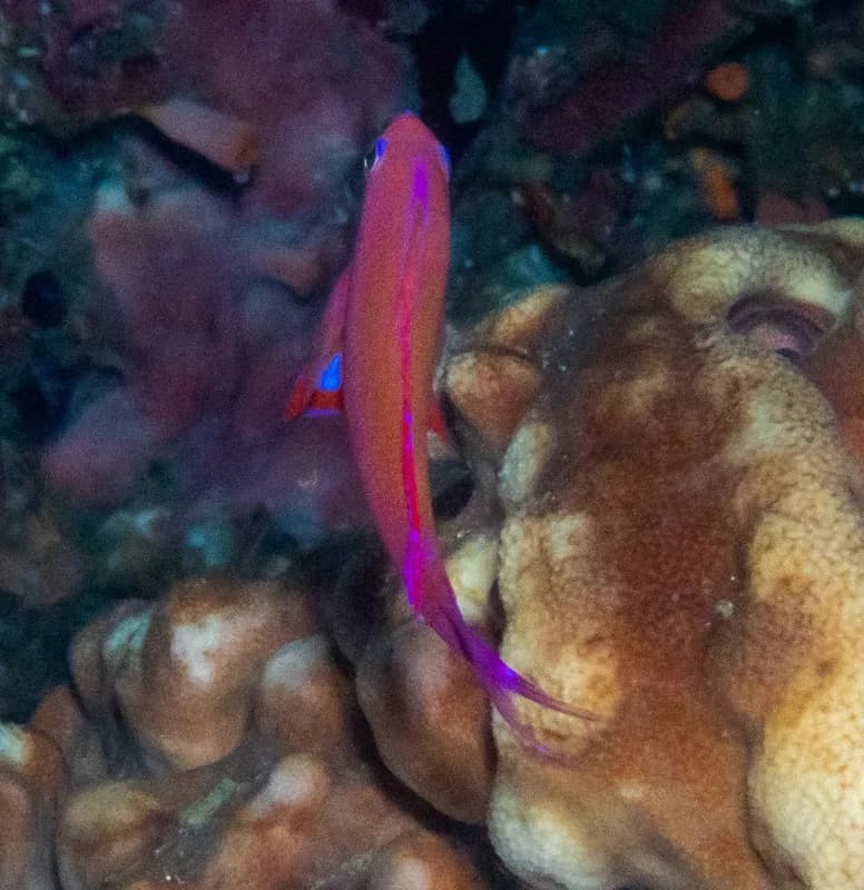 Randall's Fairy Basslet