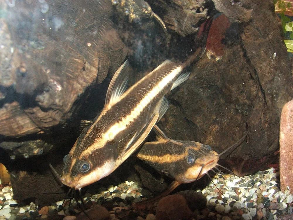 Raphael Catfish