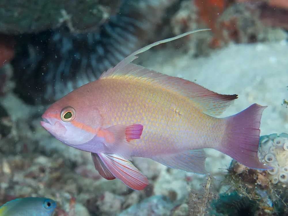 Red-Cheeked Fairy Basslet