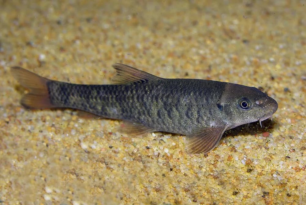 Red Garra