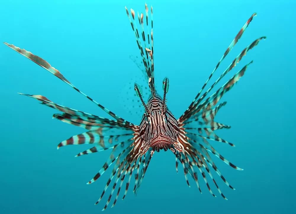 Red Lionfish