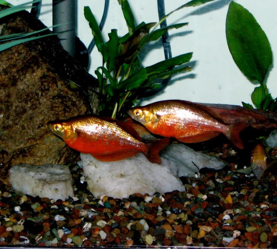 Red Rainbowfish