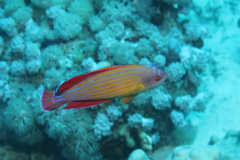 Red Sea Eightline Flasher